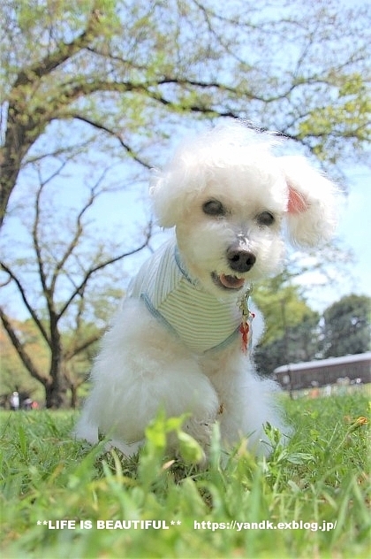 さくら*2019 Part IV_d0083623_13020106.jpg
