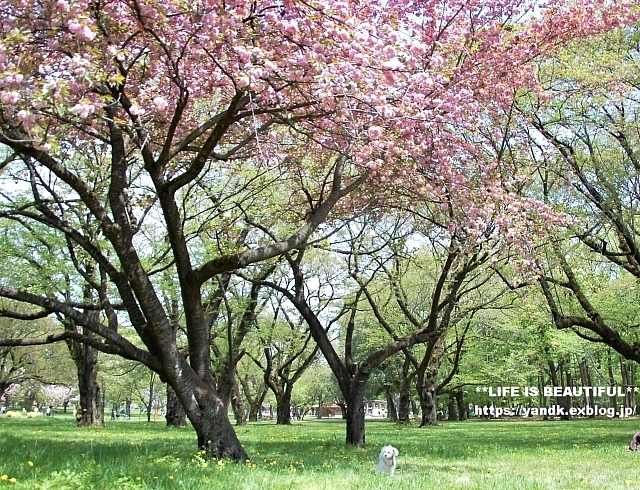 さくら*2019 Part IV_d0083623_13025022.jpg