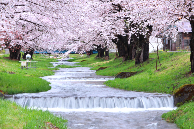 桜前線  猪苗代の観音寺川の桜_c0229025_21474889.jpg