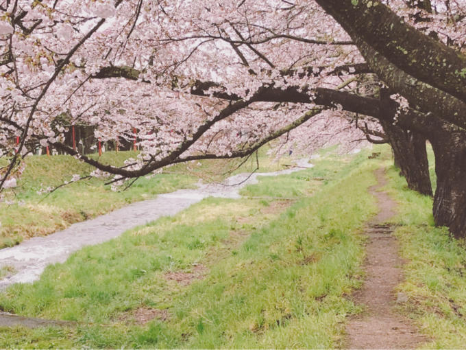 桜前線  猪苗代の観音寺川の桜_c0229025_21475097.jpg