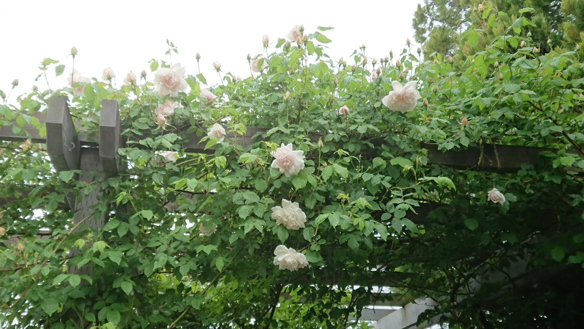Rurugardenと音符たち Rurugardenと音符たち