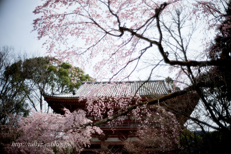 早春の京都2019（１６）_d0108132_13081958.jpg