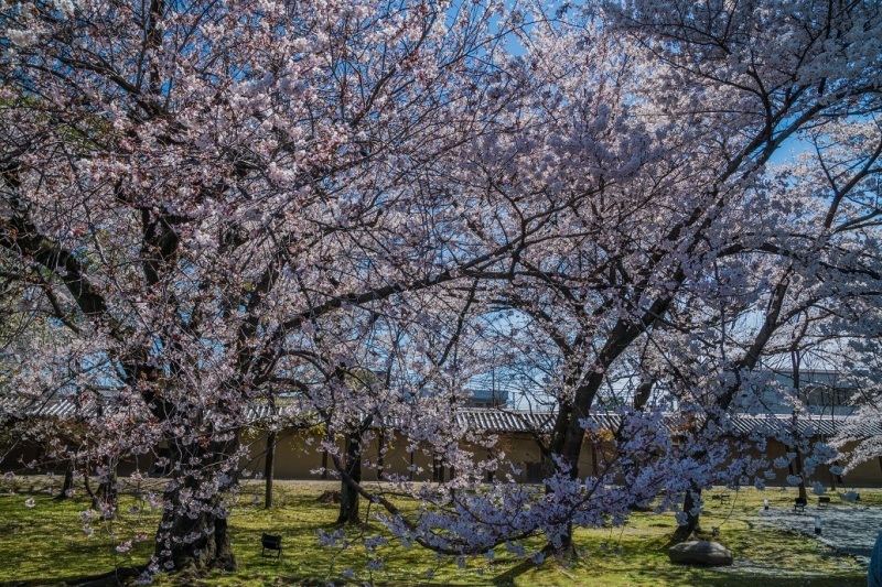 2019京都桜～東寺_e0363038_10553850.jpg