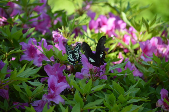 ミヤマカラスアゲハ他 4月27日 高知市にて_d0254540_18463588.jpg