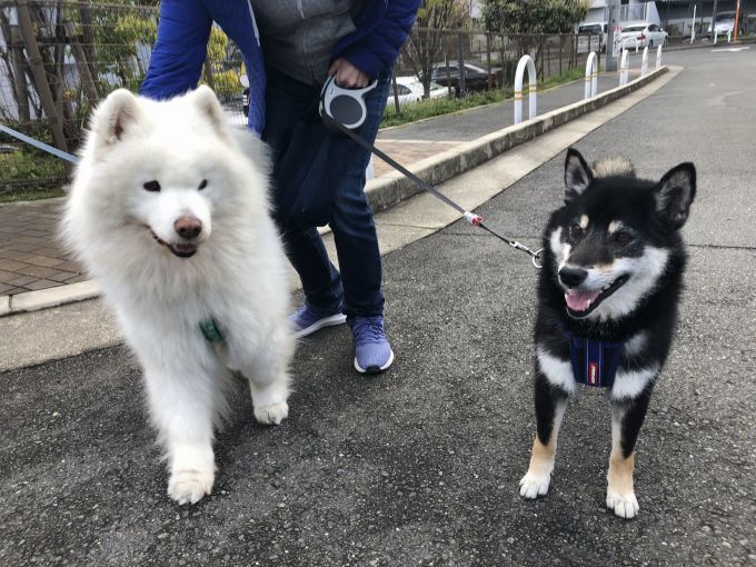 2019年4月中盤 インスタ写真集_f0128542_01372242.jpg