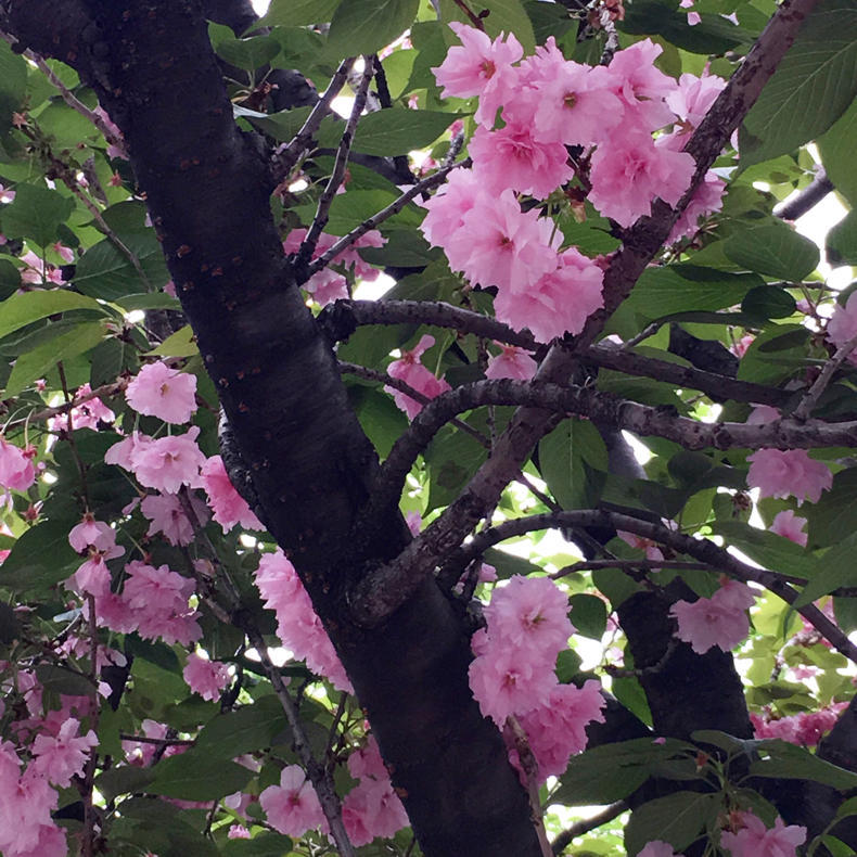 八重桜の花も見頃で_c0060143_10012094.jpg