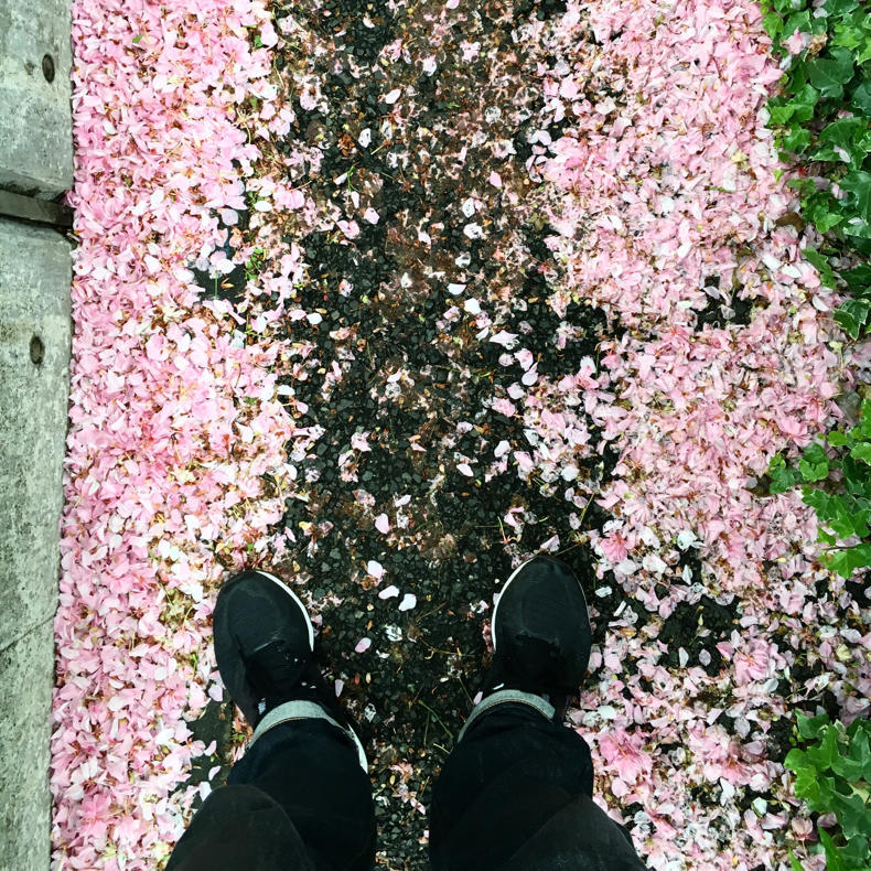 八重桜の花も見頃で_c0060143_10012228.jpg