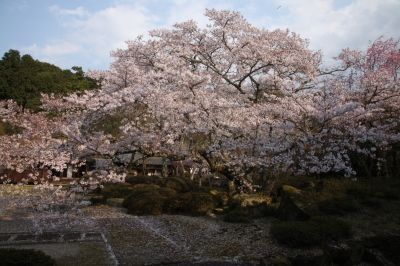 大阪　河南町　弘川寺　桜　海棠（かいどう）_c0108146_22151348.jpg