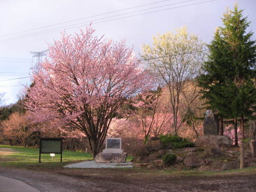 開花情報４_b0365347_20251979.jpg