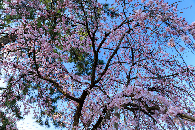 桜咲く京都2019　縣神社の木の花桜_f0155048_073919.jpg