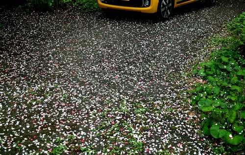 くつきの森「未来の森づくり」・・・上針畑・おにゅう峠では薄ら積雪！_d0005250_1902682.jpg