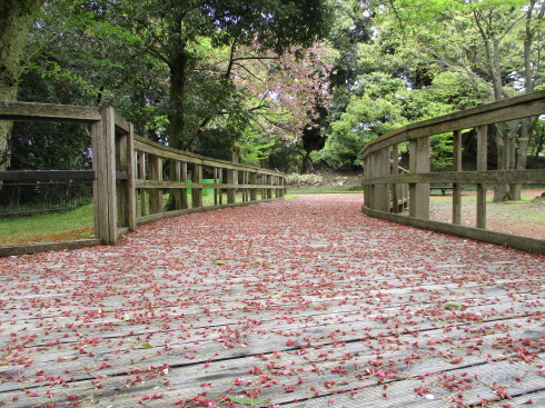 名残の桜_e0002850_14582839.jpg