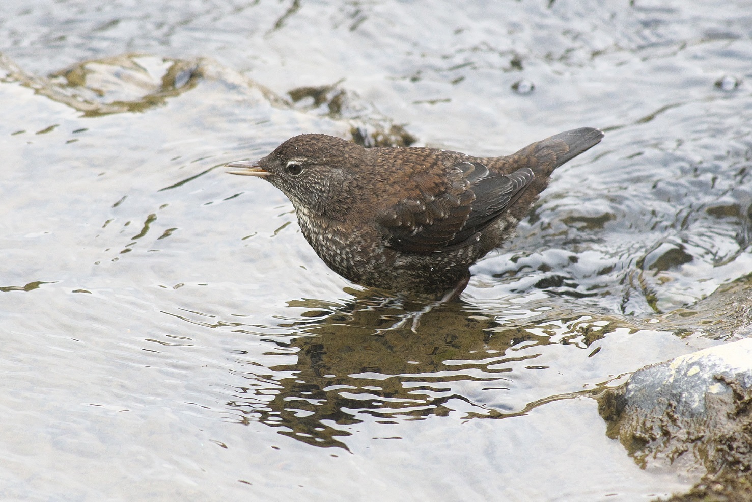 カワガラスの若鳥_c0383758_19055649.jpg