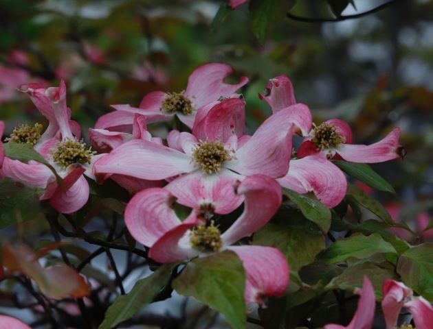 a0248459_15375771.jpg