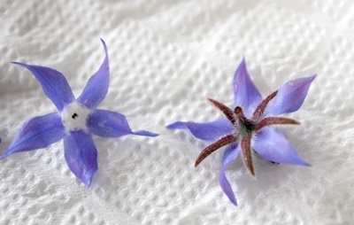 ボリジの花の砂糖がけ Sugar Butter ボリジの花の砂糖がけ Sugar Butter