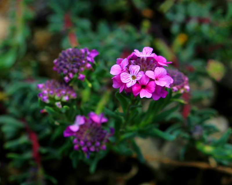 c0305565_17532182.jpg