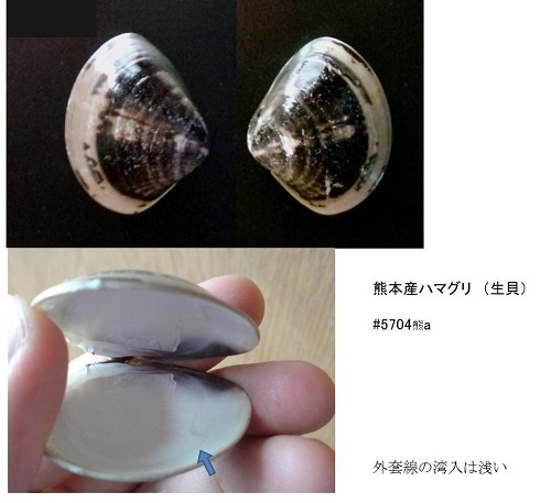 ハマグリとチョウセンハマグリ : かさぶたろぐ