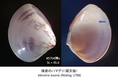 ハマグリとチョウセンハマグリ : かさぶたろぐ