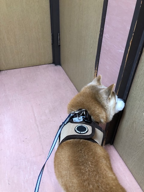 良太郎くんのお泊り(2019・4・27)_e0367571_22552035.jpg