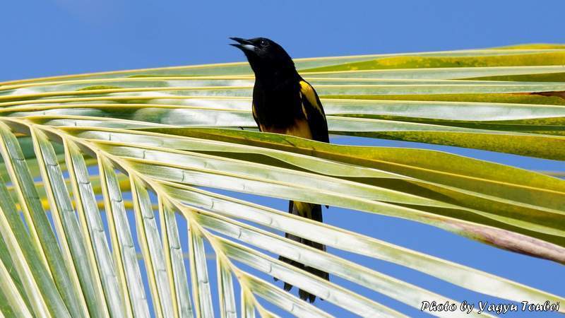 ベリーズ　自宅庭の Black-cowled Oriole（ブラックカウルド　オリオール）_b0132475_20203995.jpg