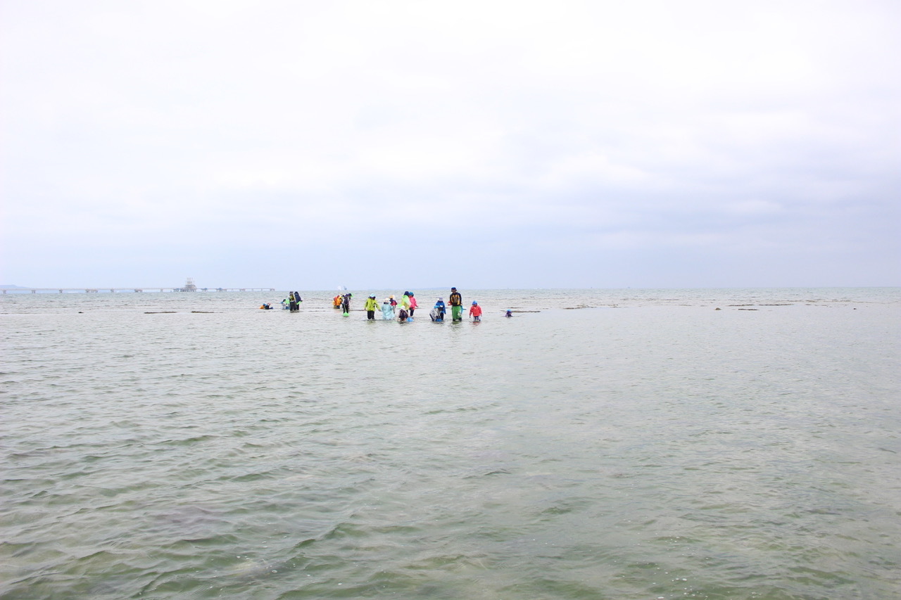 ネコキッズキャンプ〔１日目〕海はやっぱり楽しい！今日の海冷たかった！たっぷり浸かって、たっぷり見つけた！_d0363878_23080154.jpeg