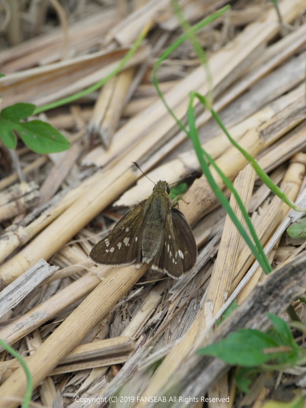 多摩川のセセリ探索（4月下旬）_f0090680_1335134.jpg