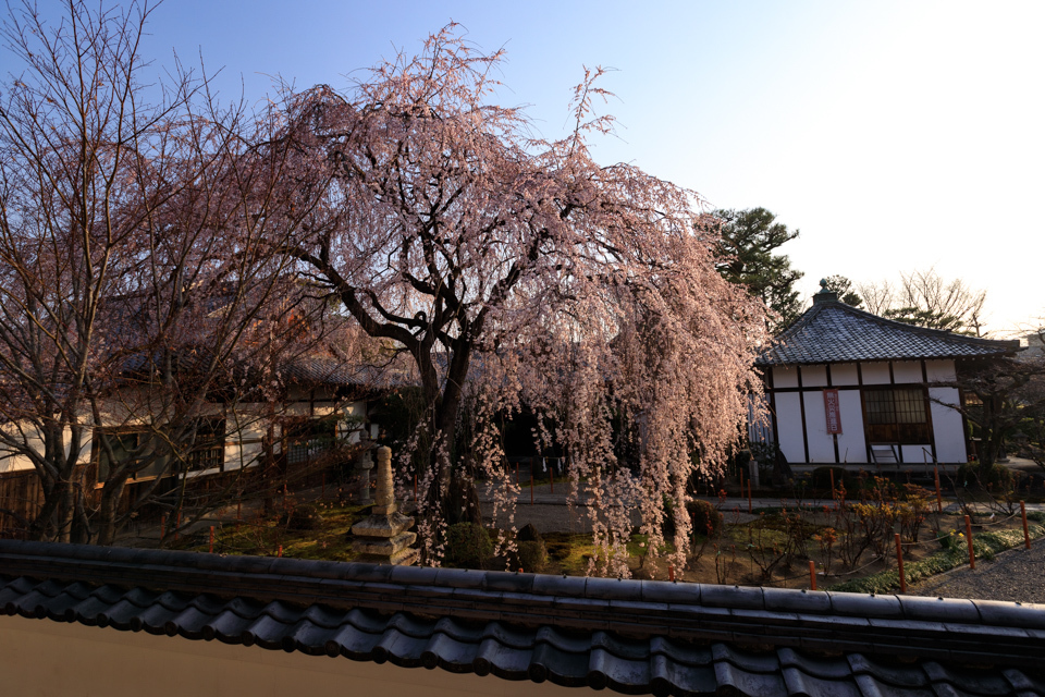 桜2019！　　～本満寺～_b0128581_21072167.jpg