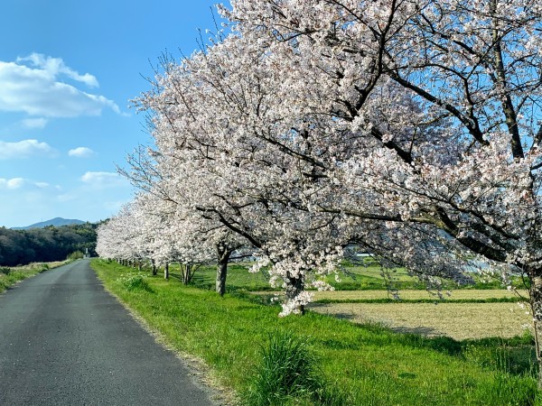 お花見の記録　2019_b0183583_21364925.jpg