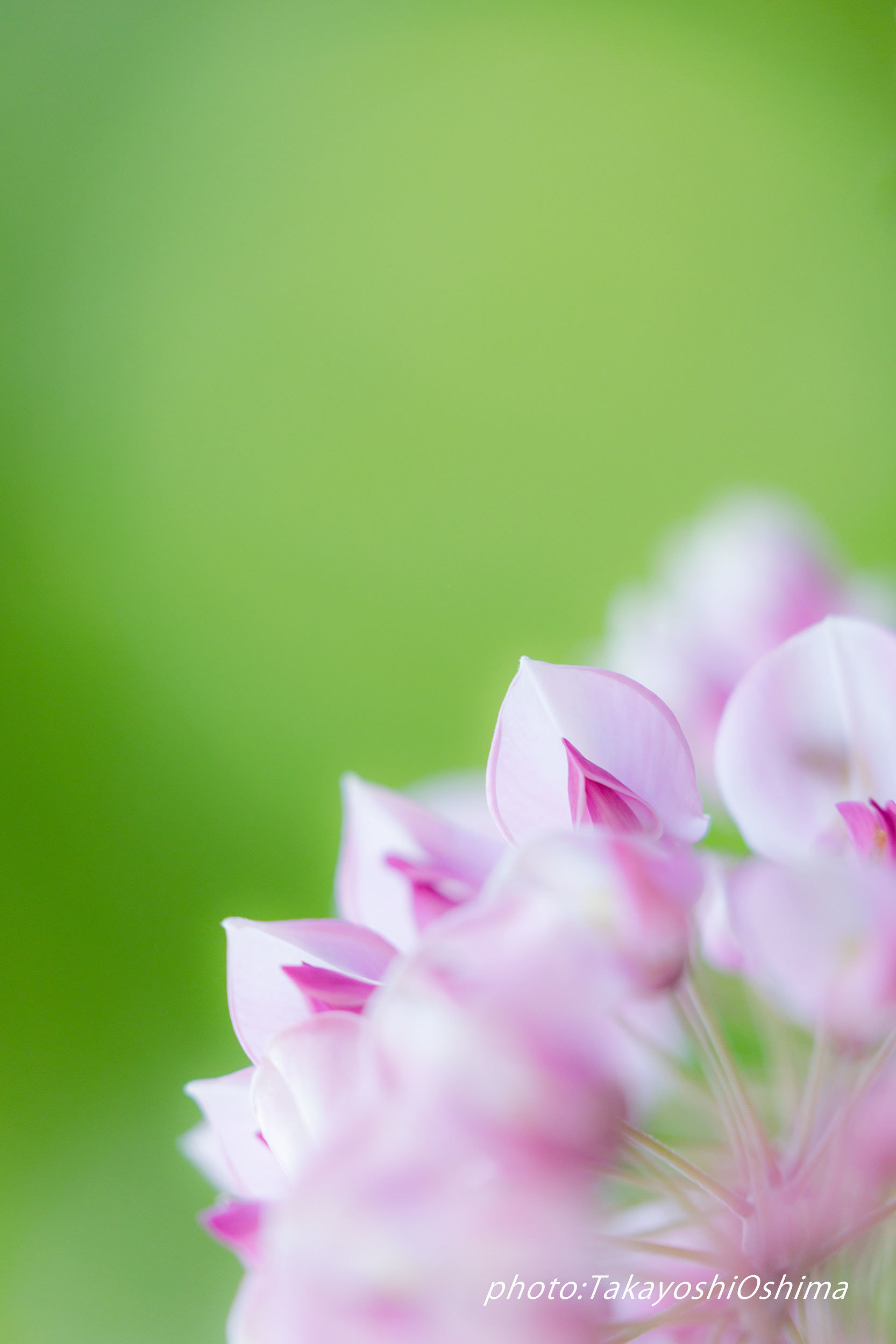 撮影会藤の花編_f0361287_19463317.jpg