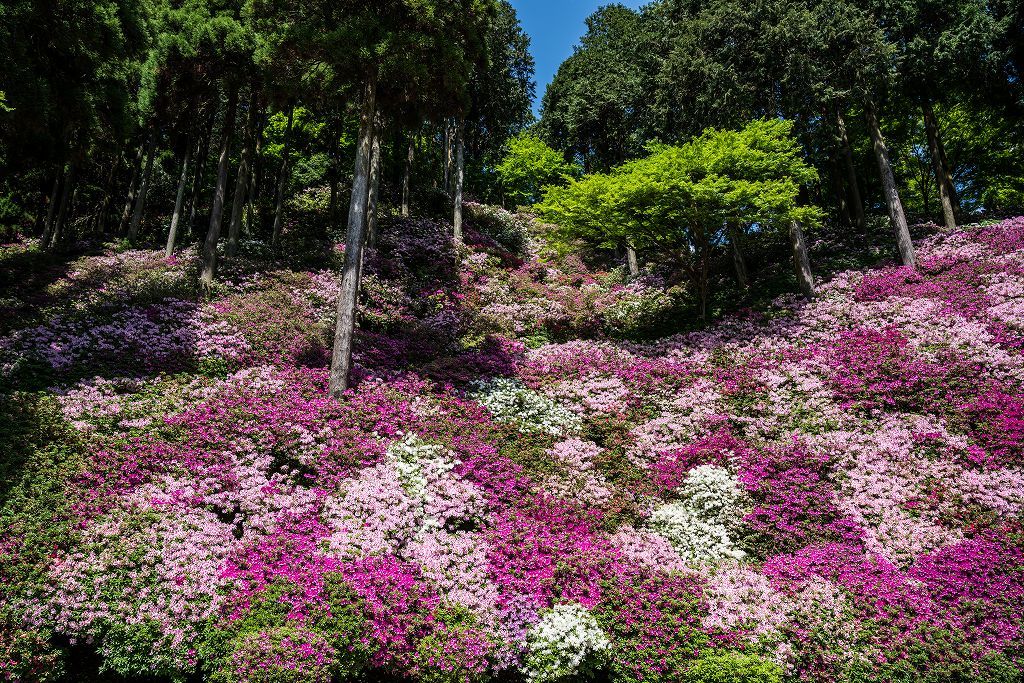 大興善寺ツツジ_e0362896_23095030.jpg