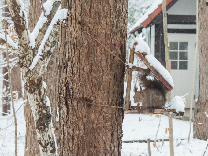 G.W.初日は雪・・これが本当に平成最後の雪リス!_f0276498_22560314.jpg