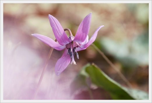 志賀高原に桜を求めて　　　　　２０１９－４－２２_d0176699_14165768.jpg