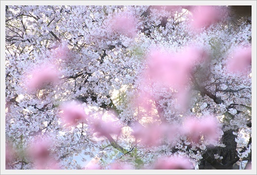 志賀高原に桜を求めて　　　　　２０１９－４－２２_d0176699_14292721.jpg