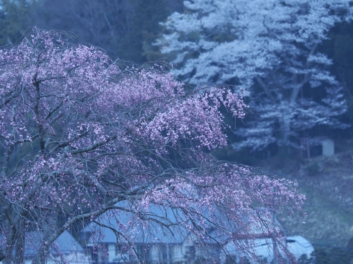  一本桜巡礼2019福島_f0224100_15520228.jpg