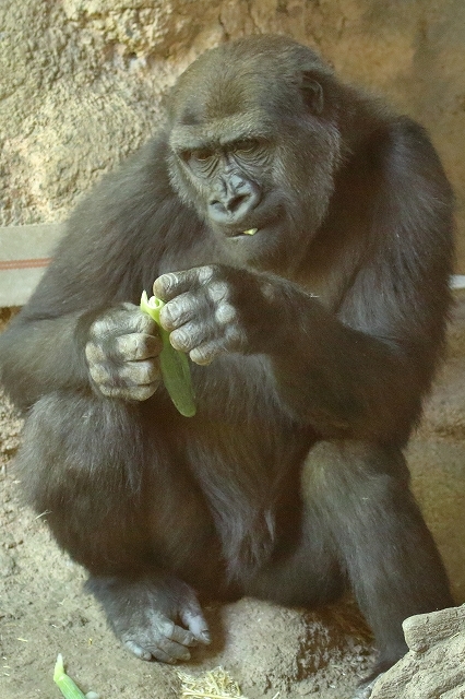 僕は１歳６ヵ月の ゴリラの男の子 上野動物園 旅プラスの日記