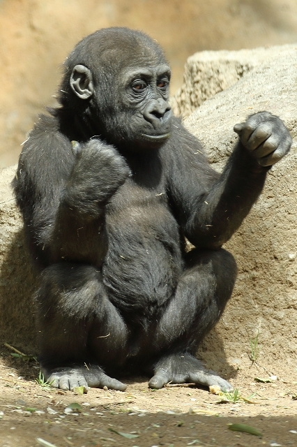 僕は１歳６ヵ月の ゴリラの男の子 上野動物園 旅プラスの日記