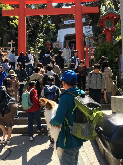 江の島 島編_f0034602_07114968.jpeg