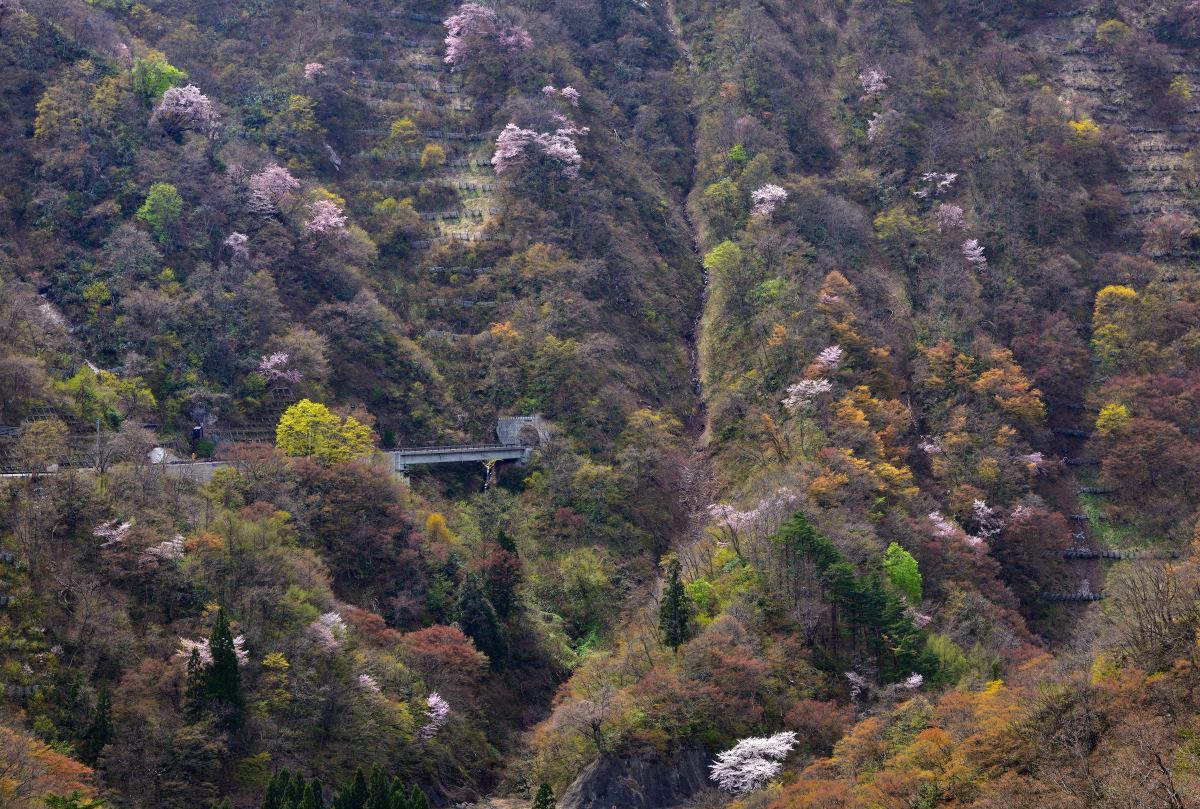 残雪と新緑と山桜_e0268304_16155765.jpg