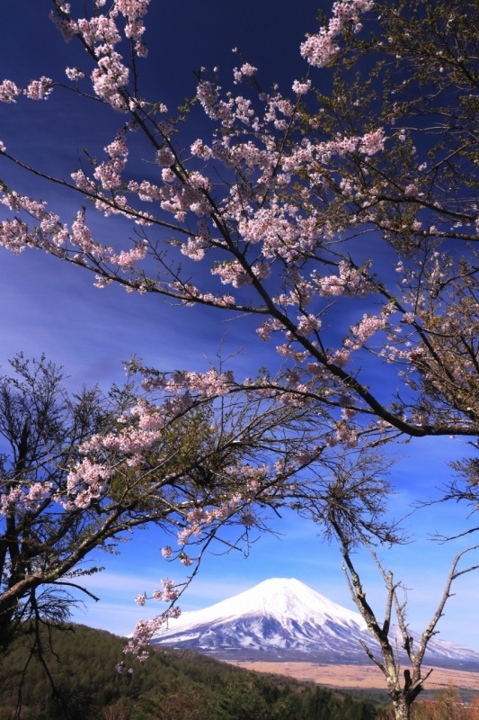 名残り雪に桜が咲く二十曲峠_a0188405_17093473.jpg