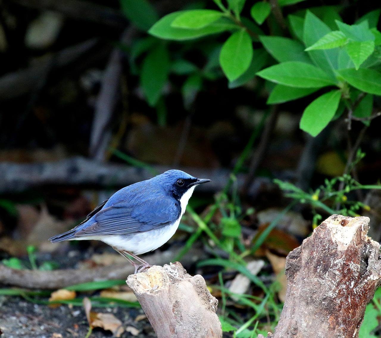 綺麗なコルリ 成鳥がやってきた 一期一会の野鳥たち