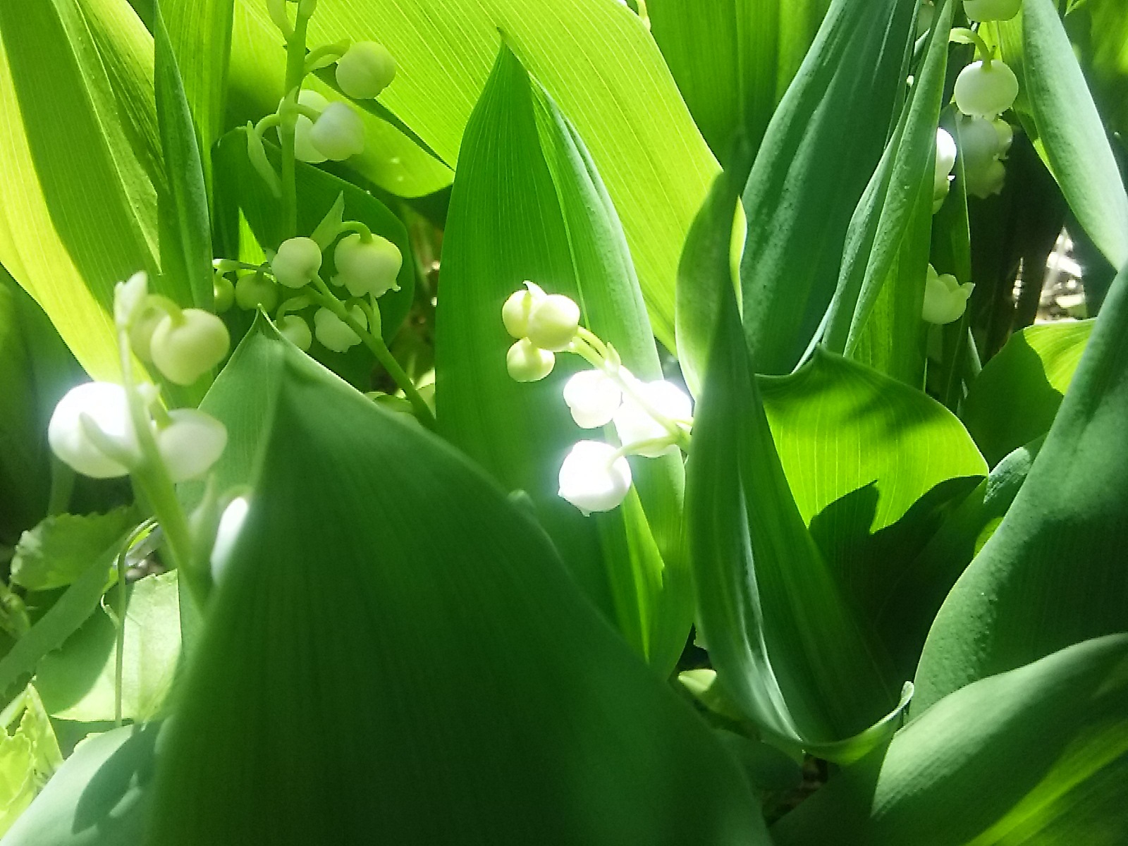 f0024708_11413093.jpg