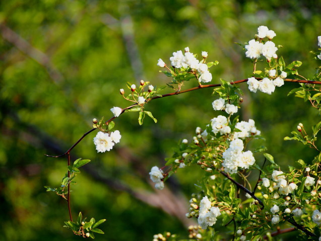 爽やか　2019/04/28_d0048812_11323273.jpg