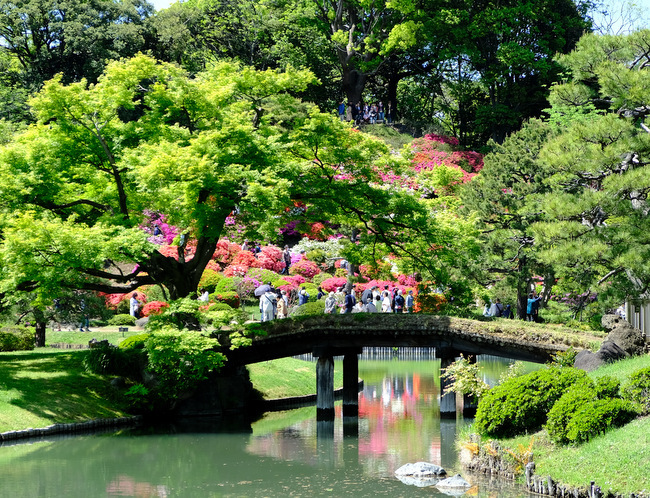 「ゴールデンウィーク　六義園はつつじが見頃！」_a0000029_21543172.jpg