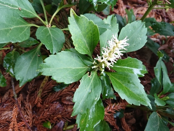 f0118332_01233419.jpg