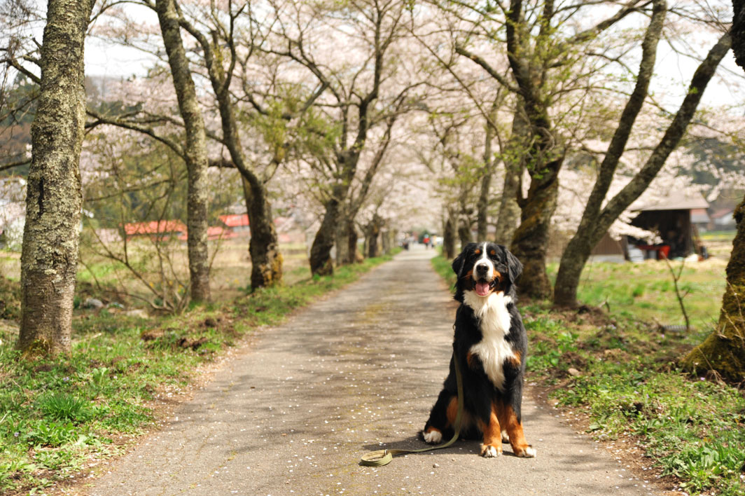 蒜山茅部神社参道の桜とロジャー♪（４月２１日）_b0075541_2249499.jpg