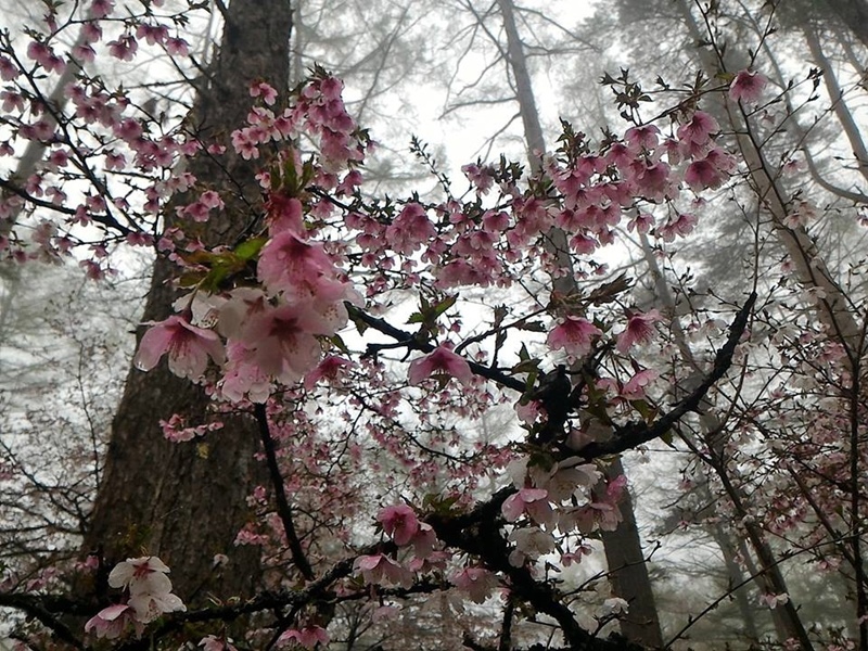 富士のふもとの桜たち&#127800;_d0194741_20493619.jpg