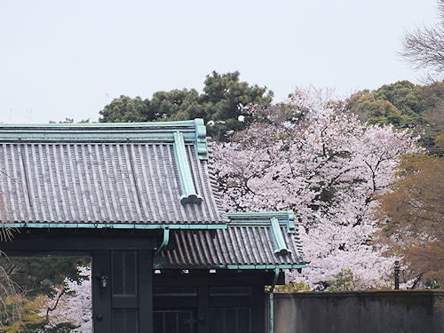 この春の花見　桜の総集編２_e0413146_09013328.jpg