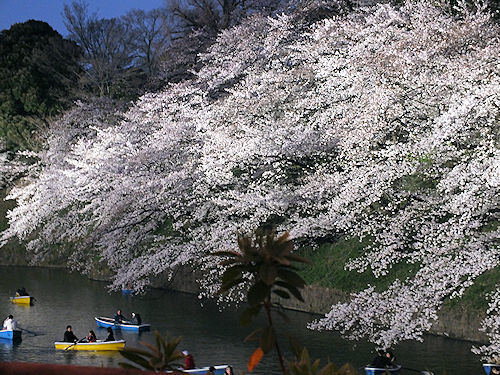 この春の花見　桜の総集編２_e0413146_09092414.jpg