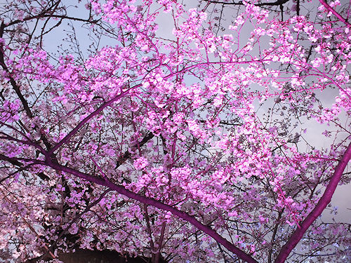 この春の花見　桜の総集編２_e0413146_09130136.jpg