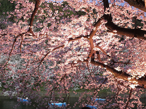 この春の花見　桜の総集編２_e0413146_09153495.jpg
